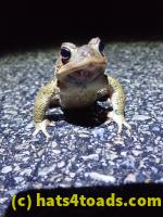 /home//u458753944/public_html/sourcegallery////Roxborough Toad Detour/2022/2022-03-17/P3170859.JPG